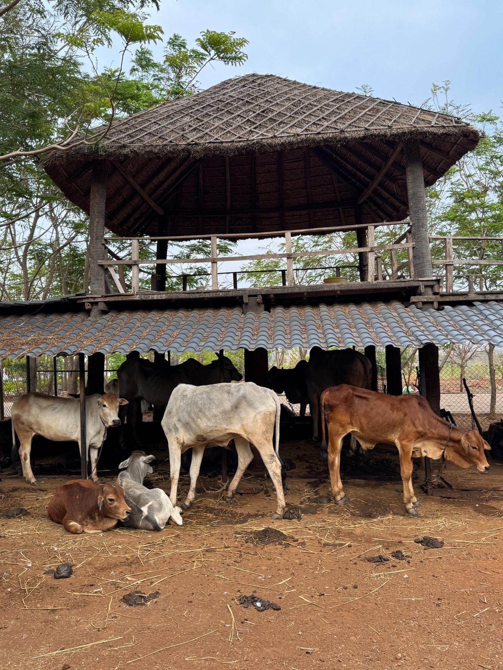 Goshala at Hillock Resorts